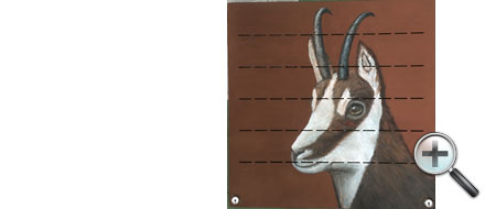 Tête de chamois