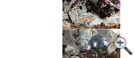 Nelangerthal, peintures sur rochers