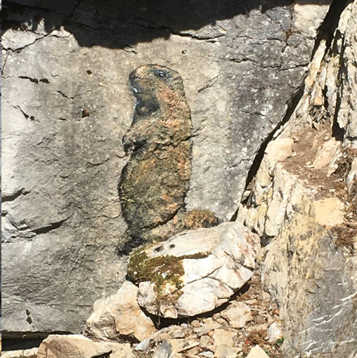 Marmotte, peinture sur rochers