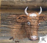 Portrait de vache sur vieux bois