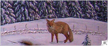 Renard en hiver