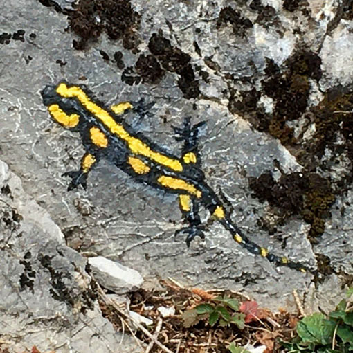 Salamandre, peinture sur rochers