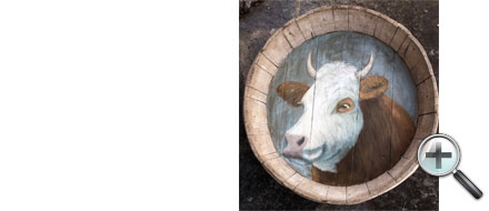 Vache dans dietzet