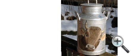 Vache et papillon sur boille