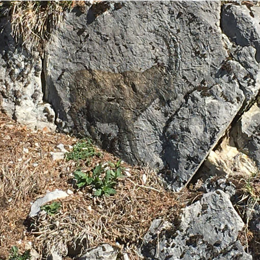 Bouquetin, peinture sur rochers