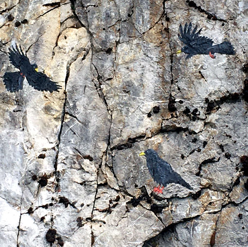 3 chocards à bec jaune, peinture sur rochers