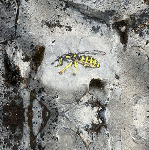 Guêpe, peinture sur rochers