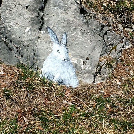 Lièvre variable (blanchot), peinture sur rochers