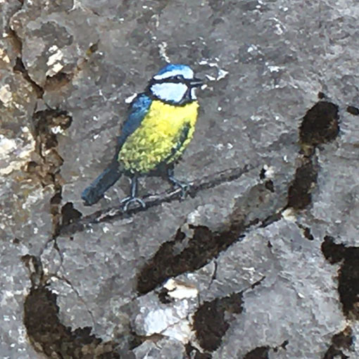 Mésange bleue, peinture sur rochers