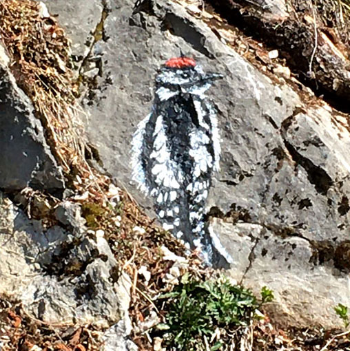 Pic épeiche, peinture sur rochers