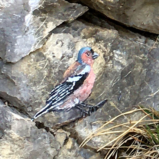 Pinson, peinture sur rochers