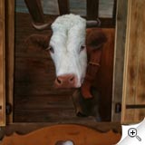 Vache en tête de lit