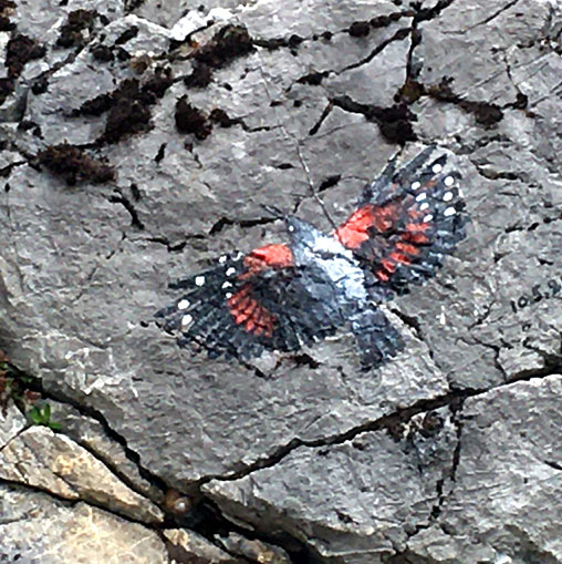 Tichodrome échelette, peinture sur rochers