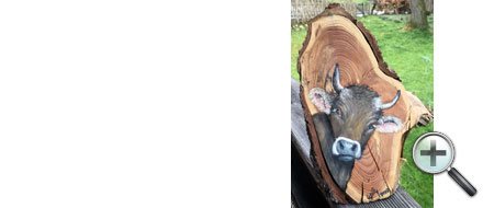 Tête de vache sur bois