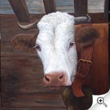 Vache au regard tendre